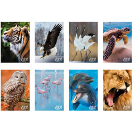 Maxiquaderno a4 20fg+1 80gr 10mm animal wild life 2019 blasetti
